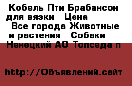 Кобель Пти Брабансон для вязки › Цена ­ 30 000 - Все города Животные и растения » Собаки   . Ненецкий АО,Топседа п.